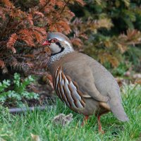 6L8A0145-DxO_Red_legged_Partridge-ls-ts_crop.jpg