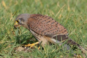 6L8A0049-DxO_Kestrel_eating_prey_tongue-ls-ts.jpeg