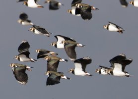 6L8A0233-DxO_lapwings_flying_crop-ls-ts.jpeg