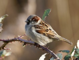 6L8A0449-DxO_House_Sparrow.jpg