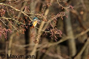kingfisher_2025_02.JPG