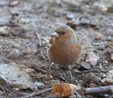 6L8A0900-DxO_Chaffinch.jpg