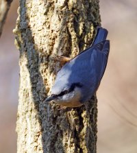 6L8A1175-DxO_Nuthatch_looking_down_shaut.jpg