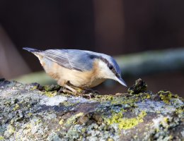 6L8A1186-DxO_Nuthatch_shaut.jpg