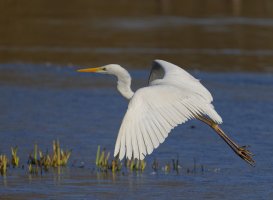 6L8A1001-DxO_great_egret_flying-ls-ts_small.jpeg