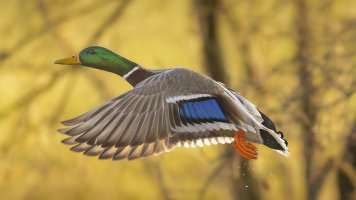 HB 20250204_48A4676_DxO-Bearbeitet.jpg