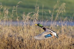 HB 20250204_48A4772_DxO-Bearbeitet.jpg