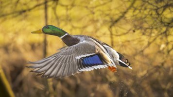 HB 20250204_48A4673_DxO-Bearbeitet.jpg