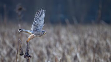 HB 20250206_K7A2519_DxO-Bearbeitet.jpg