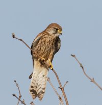 3Q7A6662-DxO_female_kestrel..jpeg