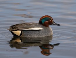 6L8A1910-DxO_male_Teal.jpg