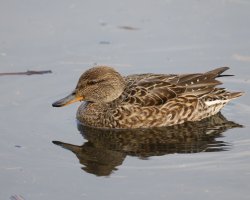 6L8A1926-DxO_Female_teal_small.jpg
