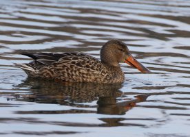 6L8A1948-DxO_female_shoveller copy.jpg