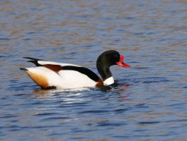 6L8A2335-DxO_shelduck-2.3.jpeg