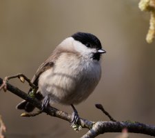 6L8A2200-DxO_Marsh_tit.jpg