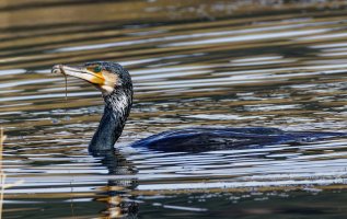6L8A1921-DxO_Great_cormorant_breeding_plumage.jpg
