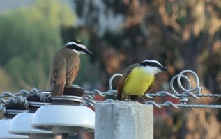 250217 6725 kiskadee san miguel.jpg