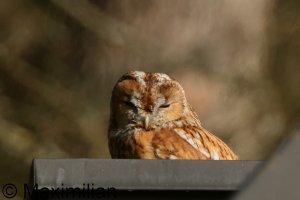 tawny_owl_2025_01.JPG