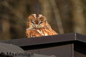 tawny_owl_2025_02.JPG