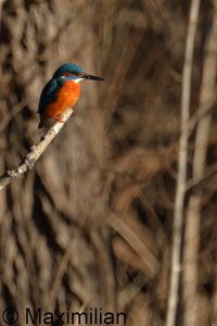 kingfisher_2025_03_c.JPG