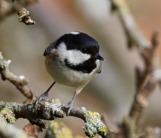 6L8A2417-DxO_Coal_tit.jpg