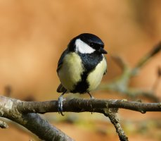 6L8A2541-DxO_great_tit.jpg