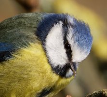 6L8A2545-DxO_blue_tit+deformed_malformed_beak.jpg