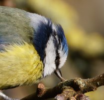 6L8A2546-DxO_blue_tit+deformed_malformed_beak.jpg