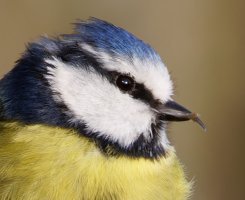 6L8A2567-DxO_blue_tit+deformed_malformed_beak.jpg