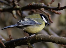 6L8A2656-DxO_great_tit+deformedt_malformed_beak.jpg