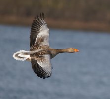 6L8A2874-DxO_greylag_goose_flying-ls-ts.jpeg