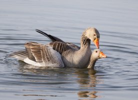 6L8A2907-DxO_Greylag_geese_cop_small.jpg
