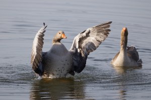 6L8A2938-DxO_Greylag_geese_post_cop_small.jpg
