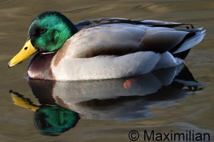 mallard_2025_01.JPG