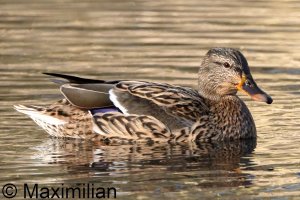 mallard_2025_02.JPG