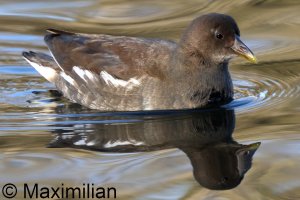 moorhen_2025_01.JPG