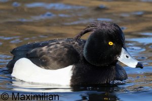 tufted_duck_2025_01.JPG