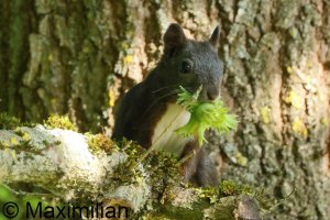 squirrel_2024_02.JPG