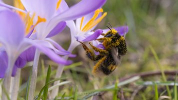 bienen 2025_02.jpg