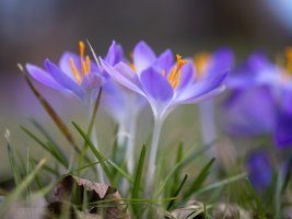 Krokus_02.jpg