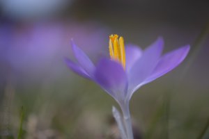 Krokus.jpg