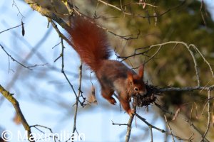 squirrel_2025_01.JPG