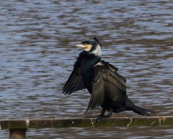 3R3A2479-DxO_Great_cormorant_breeding_colours.jpg