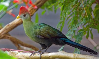 Red-crested turaco.jpg