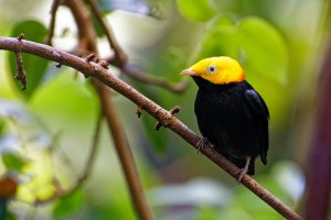 Golden-crowned manakin.jpg