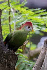 Tauraco erythrolophus - Red-crested Turaco 2_DxO-1.jpg