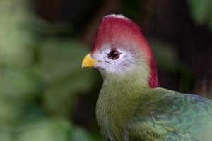 Tauraco erythrolophus - Red-crested Turaco 6_DxO-1.jpg