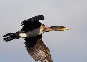 f0000079-DxO_Cormorant_flying-ls-tssmall.jpeg