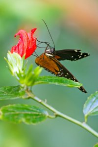 Tiger longwing.jpg