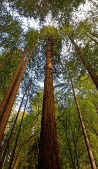 Sequoia sempervirens.jpg